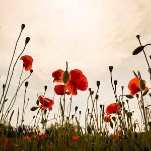 1400+ RED POPPY SEEDS (Papaver Rhoeas) Corn Poppies, American Legion Flower, Shirley Poppy, Flanders