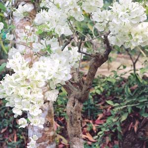 White Orchid Tree {Bauhinia alba} Fragrant Showy Blooms | Bonsai | Landscape | 10 seeds Free US Shipping