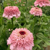 20 Lilac Zinderella Zinnia Seeds / Zinnia Elegans / Cut Flower  / Cupcake Flower / English Garden / Wildflowers / Cottage / Bouquet Flowers