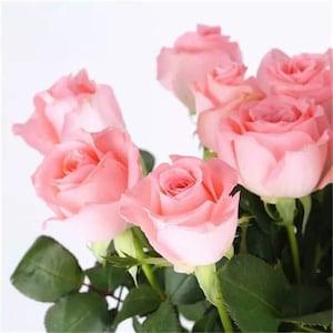 50/Pack Diana Rose Seeds Flower Bush Perennial Flowers Seed Bloom