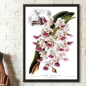 Vintage Flower Print - Vintage Botanical Print Orchid Aerides Crispa Floral Illustration Flower Art Botanical Decor Gift Idea Botanical Art