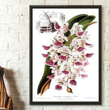 Vintage Flower Print - Vintage Botanical Print Orchid Aerides Crispa Floral Illustration Flower Art Botanical Decor Gift Idea Botanical Art