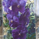 Orchid Vanda Dr Anek x Gordin Dillon Tropical Hanging Plants