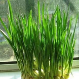 50+  Root Shallot Four Season Scallion Seeds -Green Onion- Hydroponic Plant - Organic Non GMO--A007
