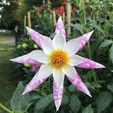 Orchid Pinwheel Dahlia - Dahlia pinnata - Rare 'Plant' Seeds - Dahlia Pinwheel,Collarette Dahlia,Peony Dahlia,Waterlily Dahlia,Pompon Dahlia