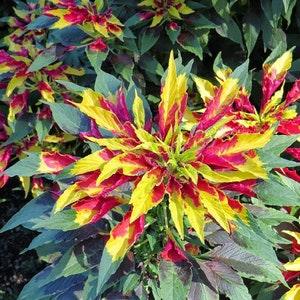 Ornamental Joseph's Coat - Amaranthus tricolor - Rare 'Plant' Seeds - Indian Blanket, Yellow-Green, Sunset Flower, Summer Poinsettia