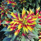 Ornamental Joseph's Coat - Amaranthus tricolor - Rare 'Plant' Seeds - Indian Blanket, Yellow-Green, Sunset Flower, Summer Poinsettia