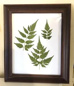Wooden Framed Picture, Real Dried Pressed Fern Leaf, Green Fern Cottage Decor