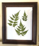 Wooden Framed Picture, Real Dried Pressed Fern Leaf, Green Fern Cottage Decor