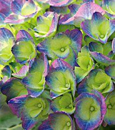 Hydrangeas | White Flower Farm Flower Delivery