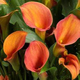 How to Grow and Care for Calla Lily Flowers - Garden Design Flower Delivery