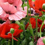 Massive POPPY ORIENTAL MIX Hardy Perennial Papaver Orientale 30 Seeds