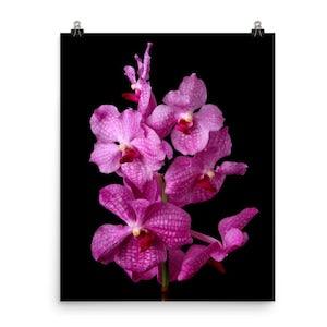 Vanda Orchid Print Pink Vanda Poster Photo Wall Art