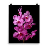 Vanda Orchid Print Pink Vanda Poster Photo Wall Art