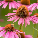 Organic Echinacea Seeds