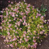 PINK PERENNIAL COREOPSIS Rosea Perennial Butterflies, 10 Seeds