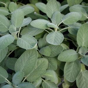 50 Seeds-Organic Broadleaf Italian Sage -J018 -Perennial Herb- Non GMO-SALVIA OFFICINALIS