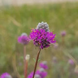 Purple Prairie Clover Seeds Canada, Perennial Native Canadian Wild Flower, Dalea Purpurea, Cold Hardy Natural Landscaping + Gift