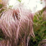 Prairie Smoke Seeds Canada, Three Flowered Avens Old Man's Beard, Native Pink Wild Flower, Attract Pollinators Bees Butterflies + FREE GIFT!