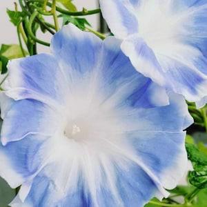 Akatsuki no Tsuyu Japanese Morning Glory 5 seeds