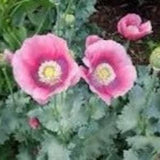 Pink Giant heads Poppy SEEDS breadseed  pepperbox Papaver Somniferum Edible seeds Dizzy Bees Urban Garden