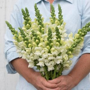 30 Ivory Snapdragon Seeds / Antirrhinum majus / Cut Flower / Container Gardening / English Garden / Wildflowers / Cottage Garden