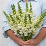 30 Ivory Snapdragon Seeds / Antirrhinum majus / Cut Flower / Container Gardening / English Garden / Wildflowers / Cottage Garden