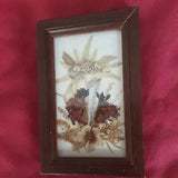 Vintage Dried Pressed Flowers, Made in  Austria  Miniature Floral Art
