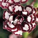 30+ Fragrant Carnation Red and White Raspberry Ripple Perennial Flower Seeds