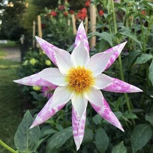 Orchid Pinwheel Dahlia - Dahlia pinnata - Rare Plant Species
