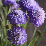 20 seeds Pincushion Flower ??Blue Oxford?? Scabiosa atropurpurea