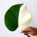 Monstera Albo Halfmoon 1 Leaf Free Phytosanitary Certificate