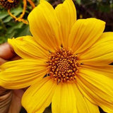 Tithonia diversifolia / Mirasolia diversifolia - Japanese Sunflower, Tree Marigold, Mexican Tournesol, Mexican Sunflower - 1.400 Seeds