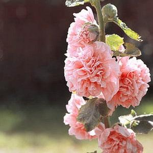 PEACHES AND DREAMS Hollyhock Alcea 10 Large Seeds