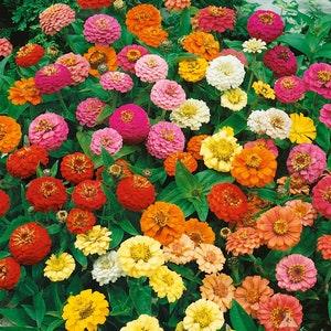 Blue Point Zinnia Flower Seeds - Giant Dahlia-like double blooms. Fantastic colour for your garden!
