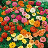 Blue Point Zinnia Flower Seeds - Giant Dahlia-like double blooms. Fantastic colour for your garden!