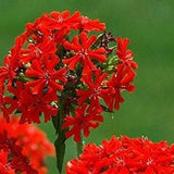 100 Seeds-Lychnis Chalcedonica Flower Seeds-Maltese Cross Flower-pv447-Jerusalem Cross-Attracts Butterflies/Hummingbird-Excellent Perennial