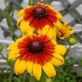 Autumn Rudbeckia Hirta Seeds Canada, Yellow Orange Brown Coneflower, Hardy Perennial Zone 5-9, Rare Black Eyed Susan Wildflower Seed +Gift