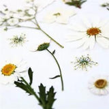 Natural Dried White Flowers DIY Bookmark Gift Card Wedding Invitation Decoration