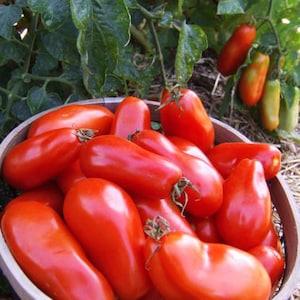 AMOS COLI Giant Roma Heirloom Tomato Italian Plum, 15 Seeds