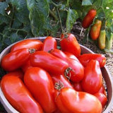 AMOS COLI Giant Roma Heirloom Tomato Italian Plum, 15 Seeds