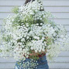 Ammi Seeds (False Queen Anne's Lace) | Johnny's Selected Seeds Flower Delivery