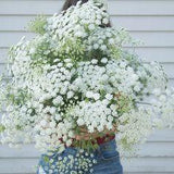 Ammi Seeds (False Queen Anne's Lace) | Johnny's Selected Seeds Flower Delivery