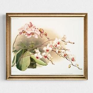 Vintage Orchid Print-Antique Orchid Oil Painting-Vintage Botanical Print-Vintage Orchid Oil Painting Print-Vintage Flowers Print-Orchid Art