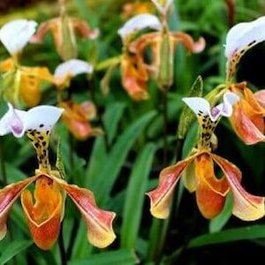 50Pcs Lady slipper Orchid Seeds Rare Beautiful Bonsai Plants in Home Garden (code 95)