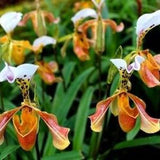 50Pcs Lady slipper Orchid Seeds Rare Beautiful Bonsai Plants in Home Garden (code 95)