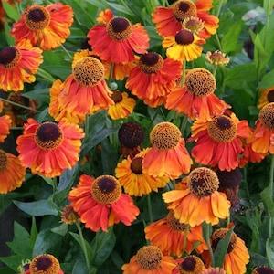 50+ Helenium Sneezeweed  Flower Seeds-HELENIUM AUTUMNALE- Dogtooth Daisy- Autumn Sneezeweed - Highly Medicinal Perennial-Attracts Bees-B462