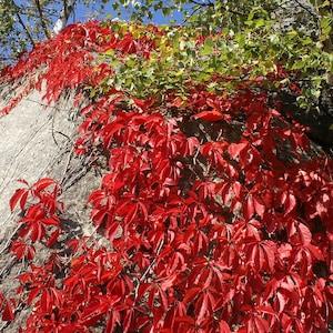 Seeds for Fast Growing Virginia Creeper Vine with Spectacular Fall Red Foliage