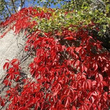 Seeds for Fast Growing Virginia Creeper Vine with Spectacular Fall Red Foliage