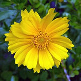 Lanceleaf Coreopsis (Coreopsis lanceolata) Packet of 25 seeds with New!
